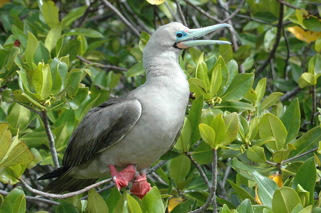 Booby, Red-footed, 2004-11045600.JPG - Red-footed Booby, Galapagos, 2004